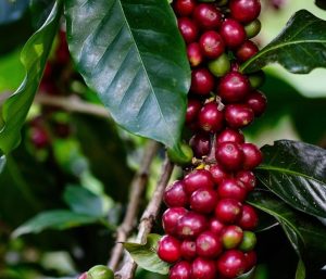 кофейная ягода, натуральная обработка кофе, кофе сухой обработки