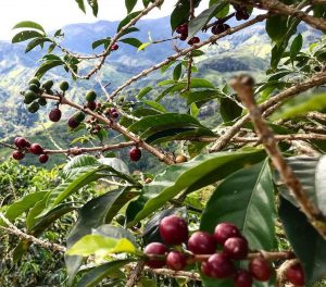 выращивание кофе, зеленый кофе, высокогорный кофе, кофейные ягоды