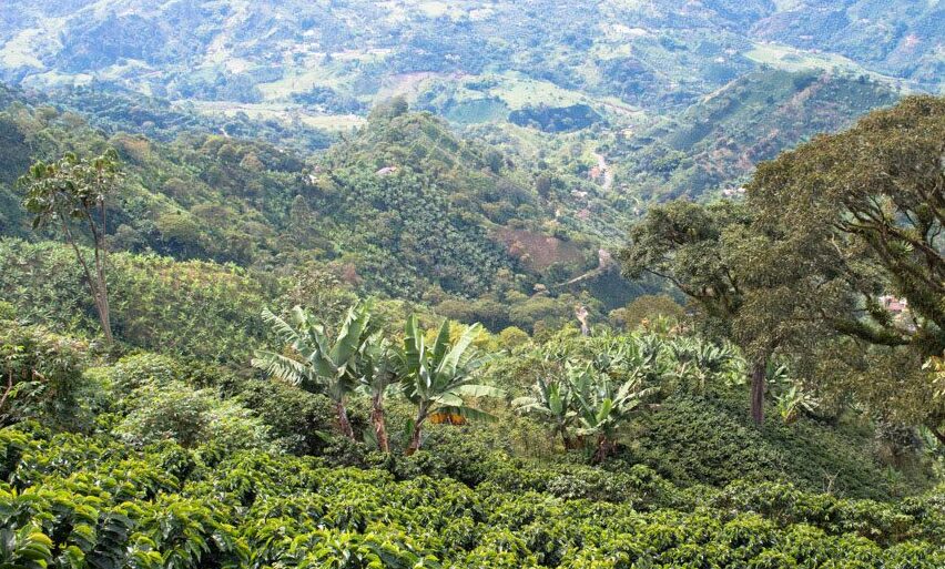 Кофе в Колумбии: особенности производства