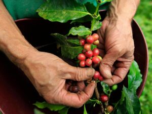 колумбийский кофе, кофе в колумбии, купить колумбийский кофе Минск